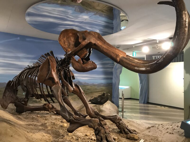 ”超穴場”[東海大学自然史博物館]恐竜に３歳息子も大興奮
